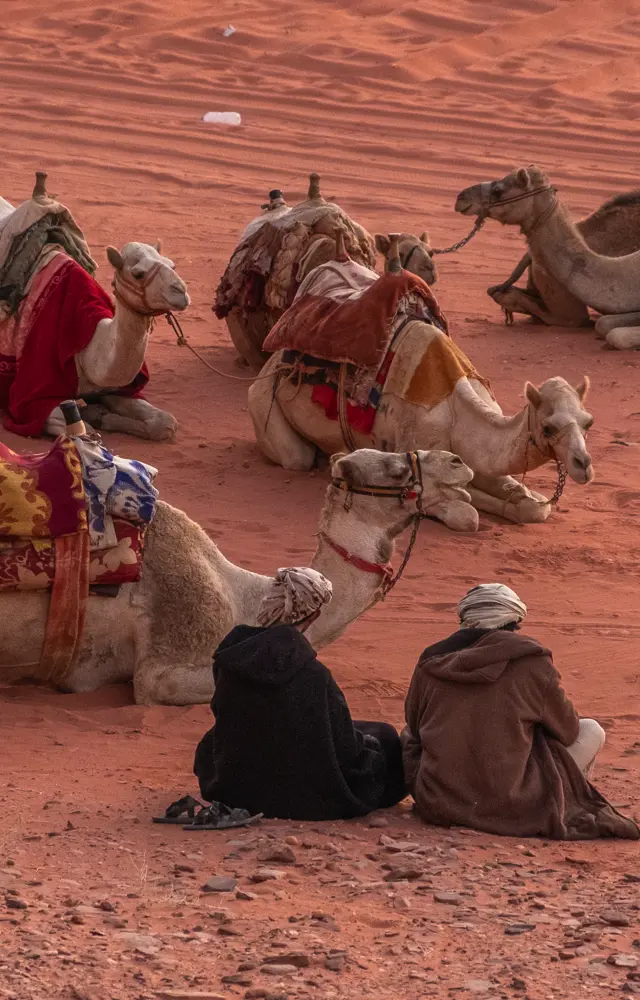 Kameler Nomader Jordan.jpg