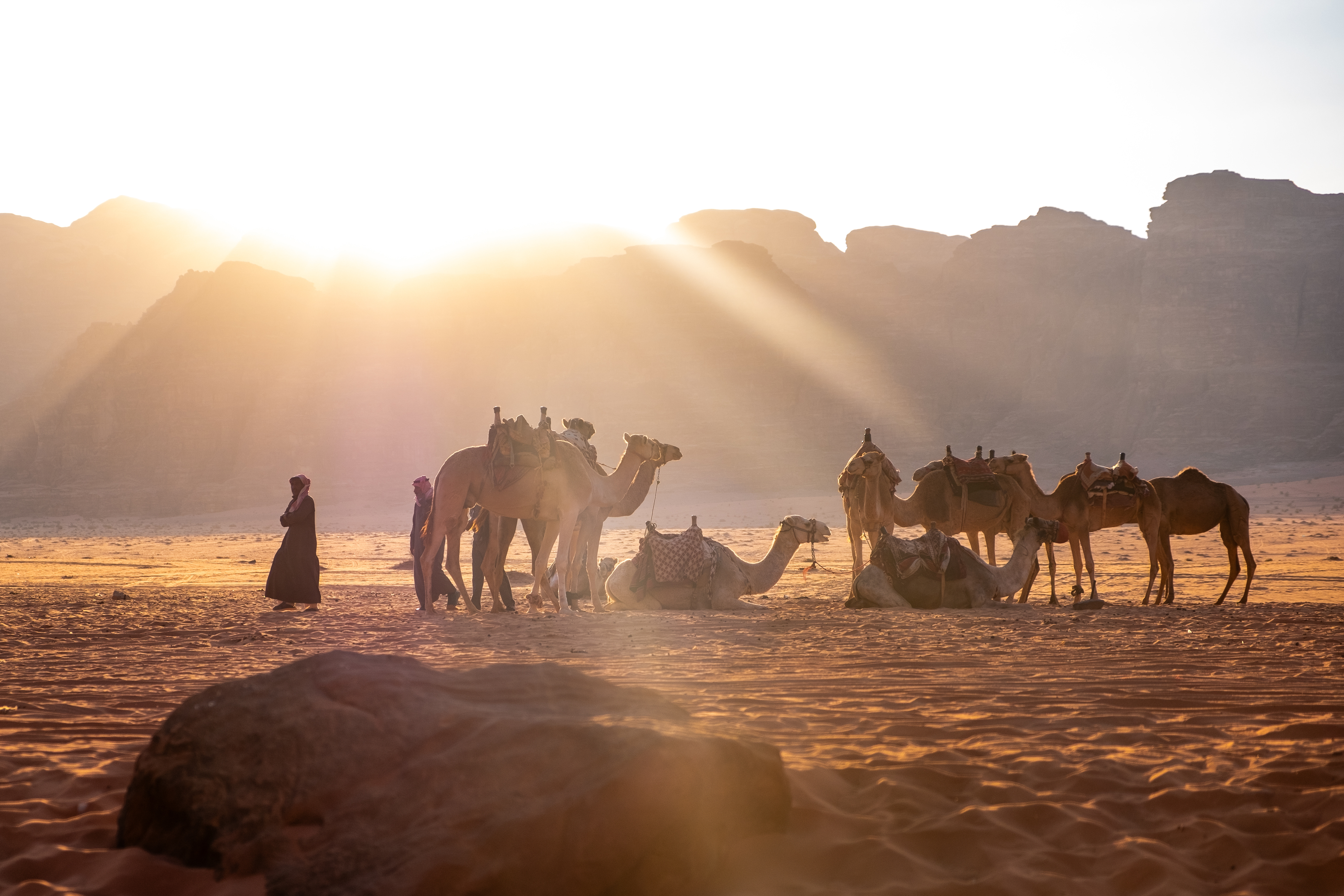 Kameler Jordan.jpg