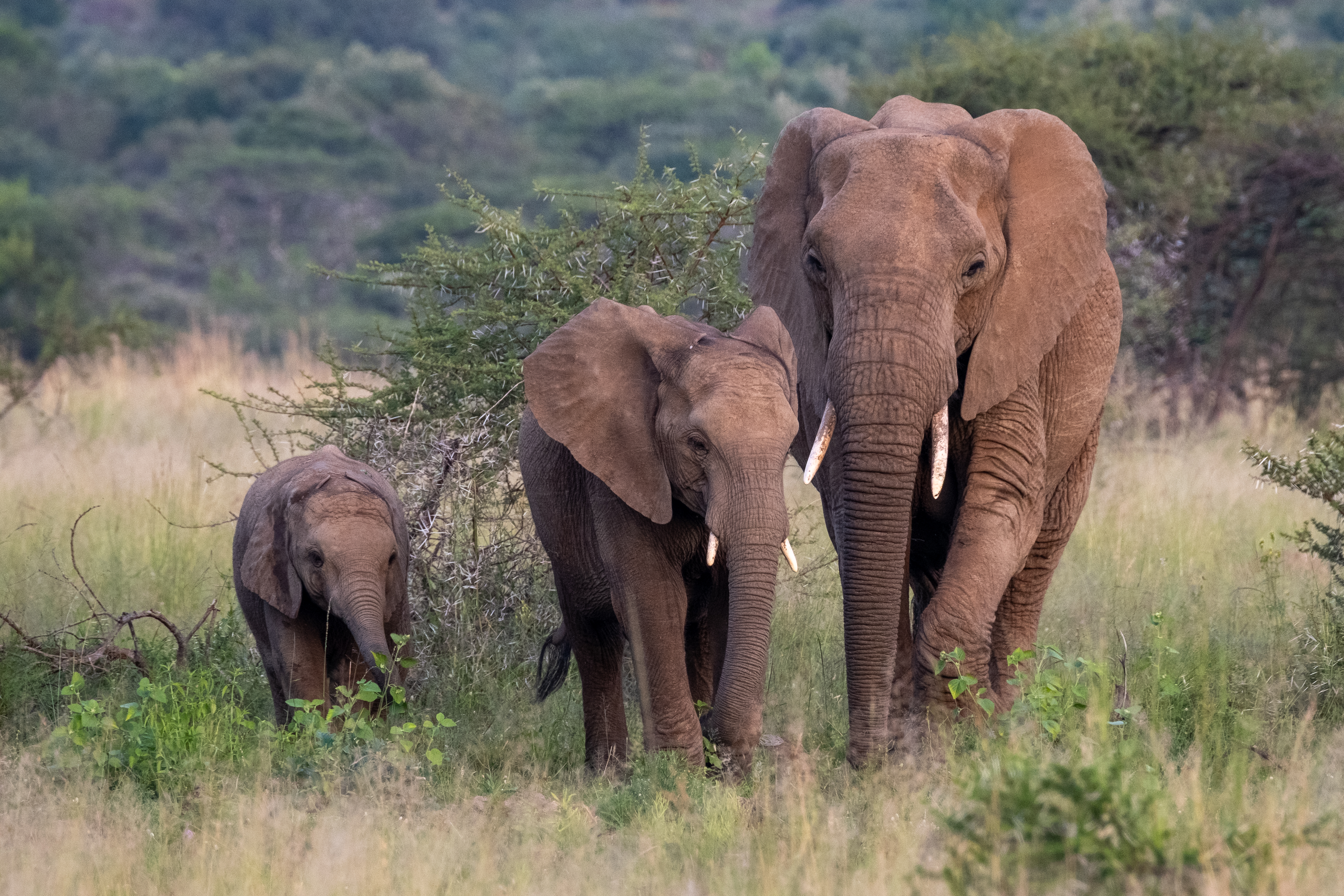 Elefanter Sør-Afrika.jpg