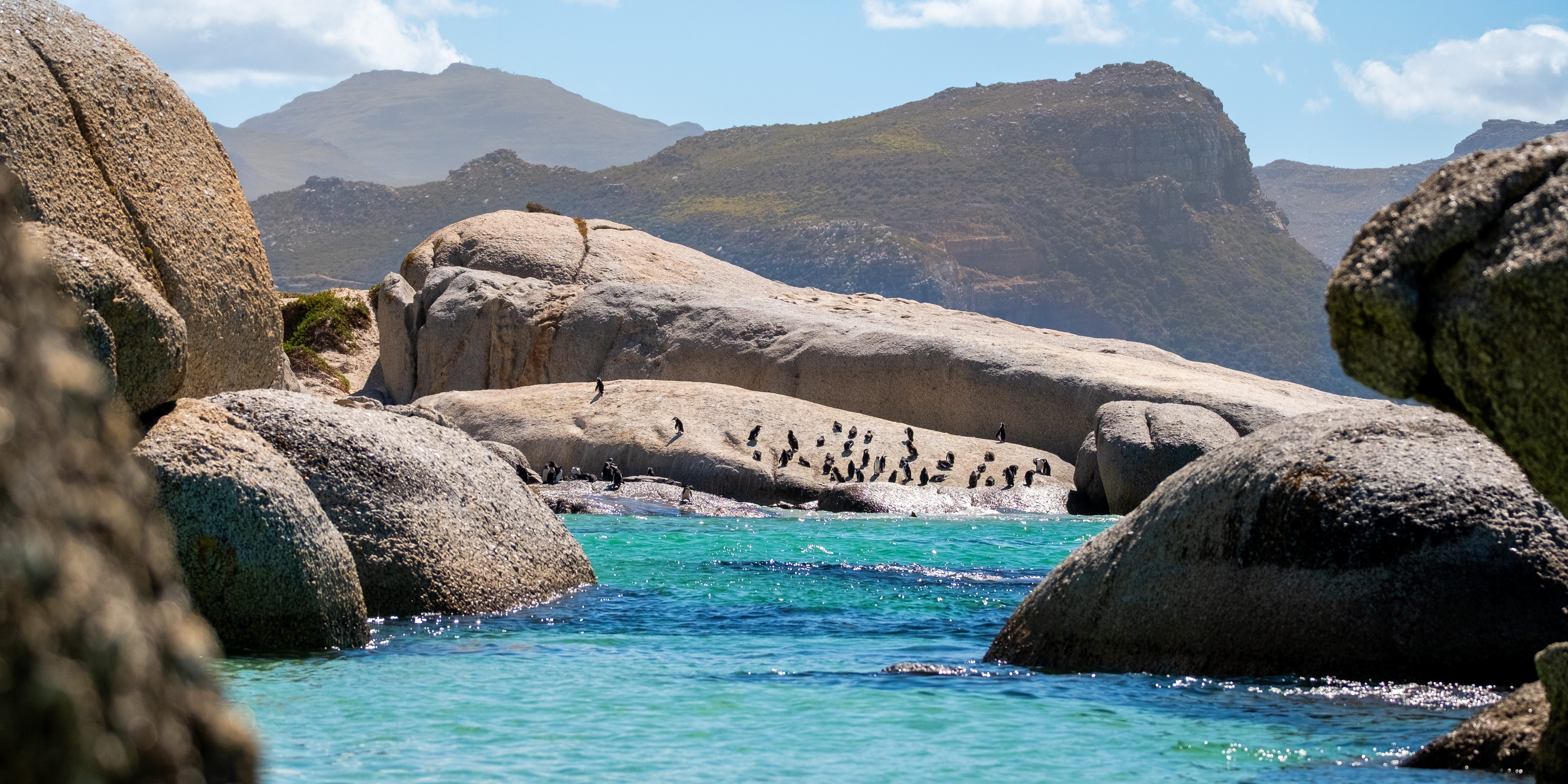 Pingviner Sør-Afrika.jpg